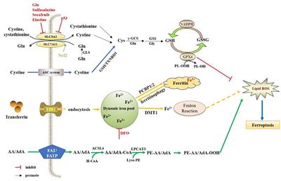 Insight into the potential role of ferroptosis in neurodegenerative diseases